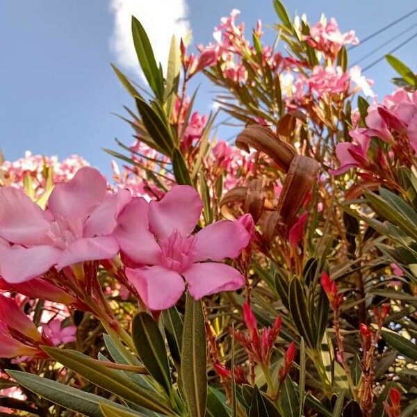 Nerium oleander Blomma