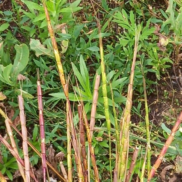 Aegilops cylindrica Flower