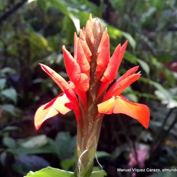 Aphelandra aurantiaca Цветок
