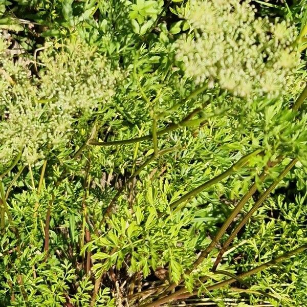 Selinum carvifolium Flower