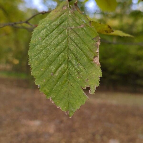 Carpinus betulus Leht