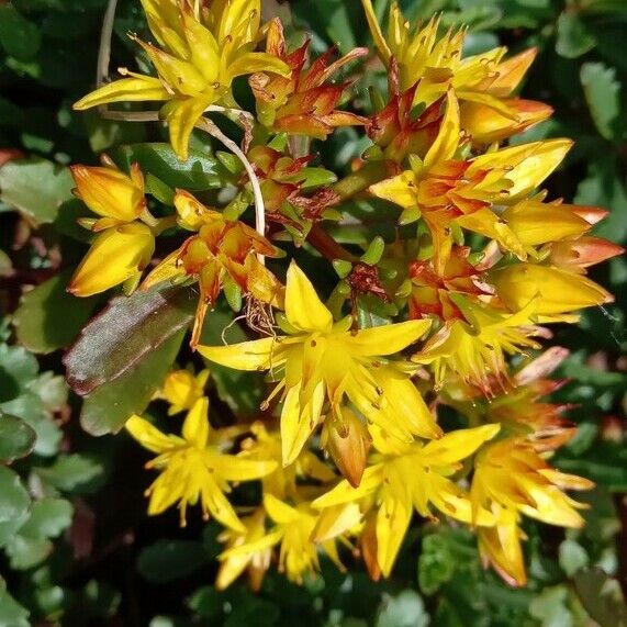 Phedimus kamtschaticus Flors