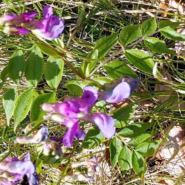 Lathyrus vernus Květ