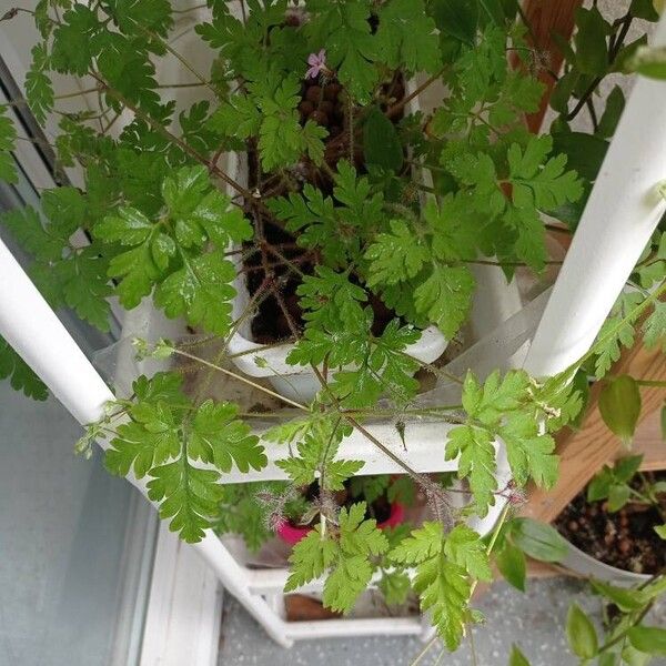 Geranium robertianum Blad