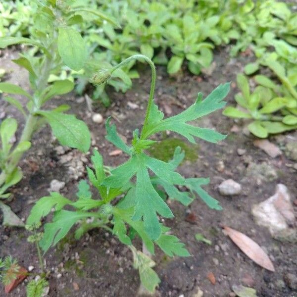 Papaver rhoeas Leaf