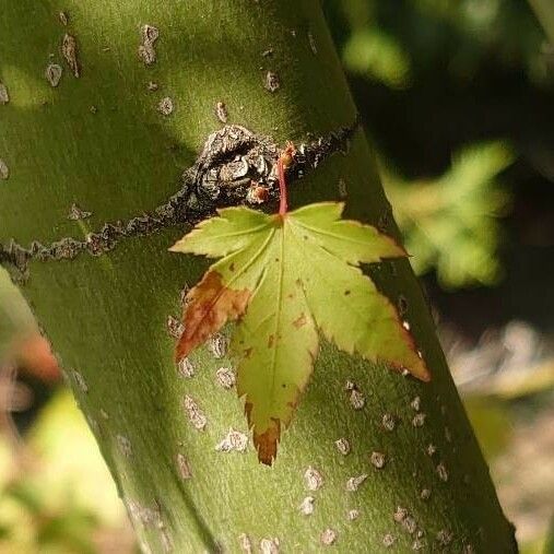 Acer palmatum Kora