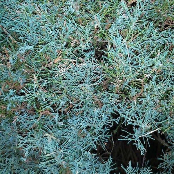 Juniperus horizontalis Feuille