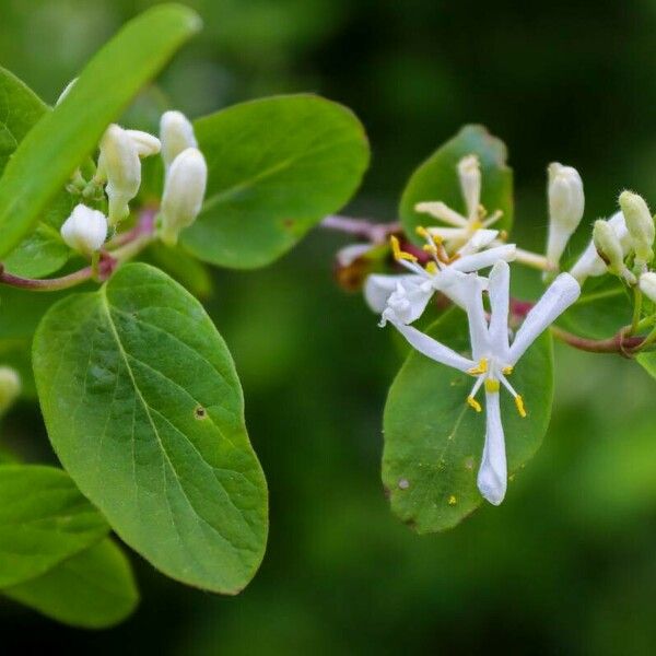 Lonicera tatarica برگ