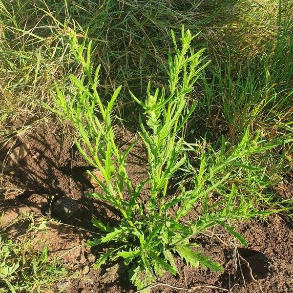 Nidorella aegyptiaca 整株植物