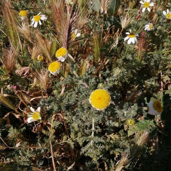 Anacyclus valentinus Flower