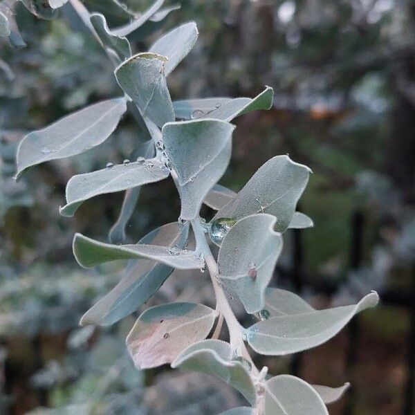 Acacia podalyriifolia Hoja