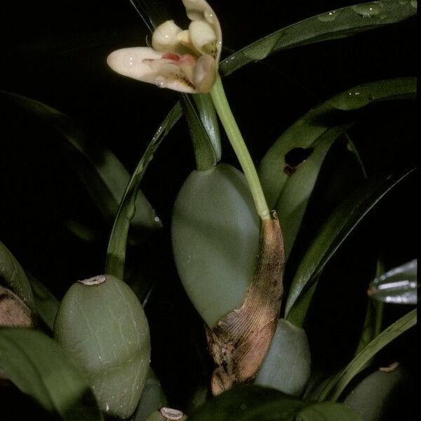 Maxillaria variabilis ᱵᱟᱦᱟ