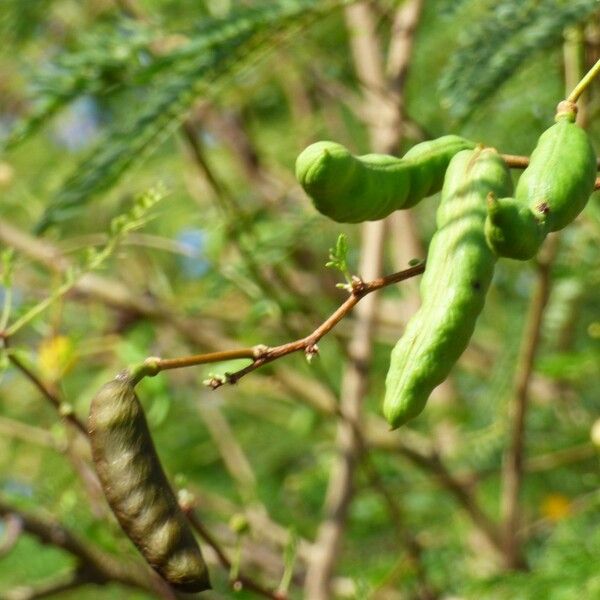 Acacia farnesiana Fruit