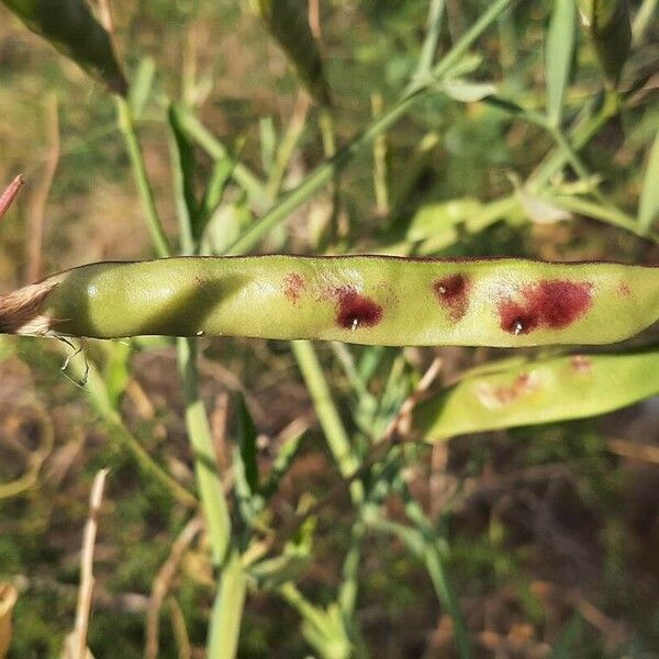 Lathyrus tingitanus Fruit