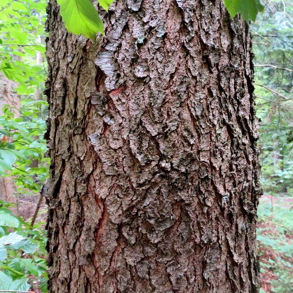 Prunus serotina Кара