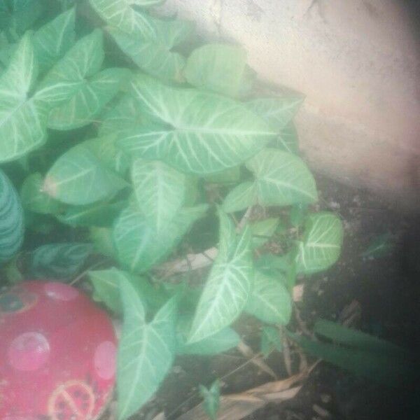 Syngonium angustatum Leaf