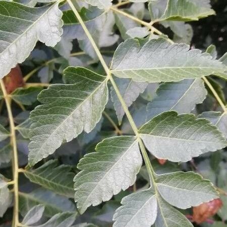 Koelreuteria paniculata পাতা