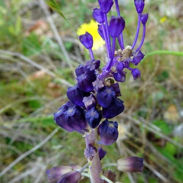 Muscari comosum Õis