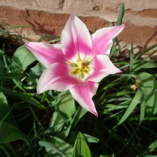 Tulipa didieri Flor