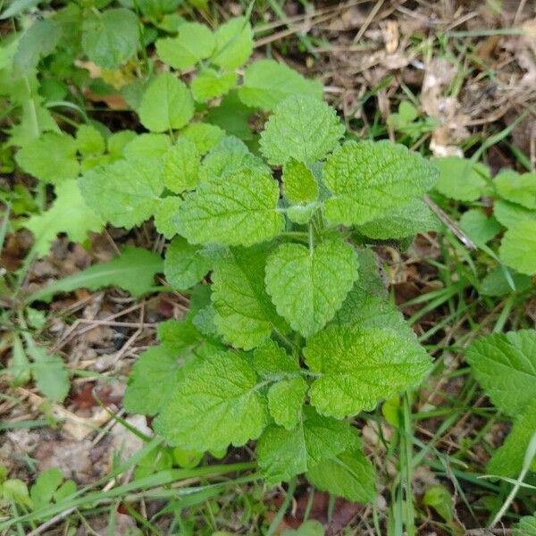 Melissa officinalis Blad