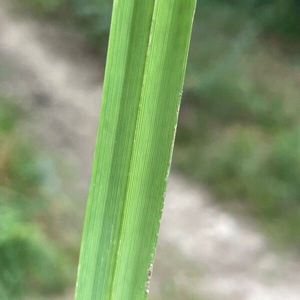 Carex pendula Лист