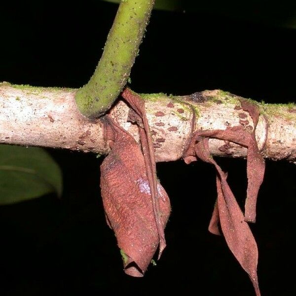 Ficus cahuitensis പുറംതൊലി