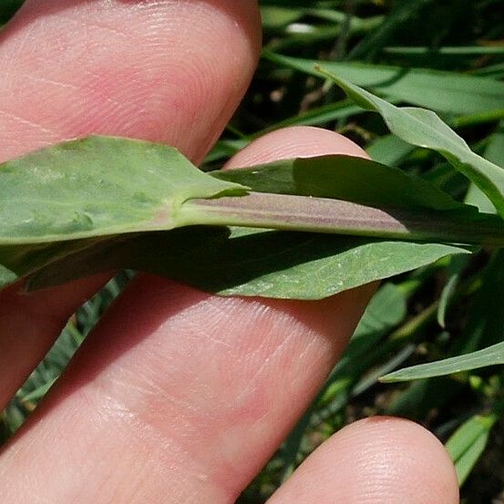 Turritis glabra Blad