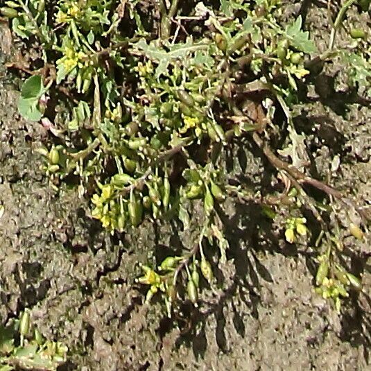 Rorippa palustris Blomma