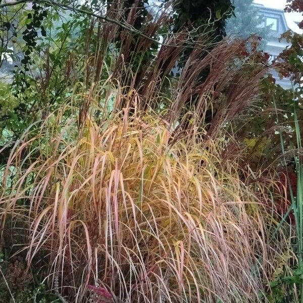 Miscanthus sacchariflorus Φύλλο