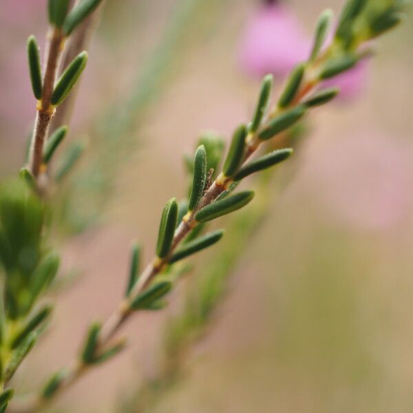 Erica umbellata Ліст