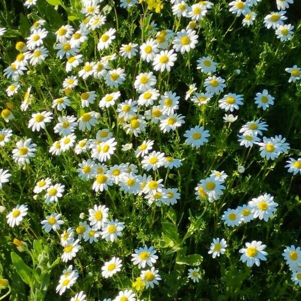 Anthemis arvensis ᱵᱟᱦᱟ