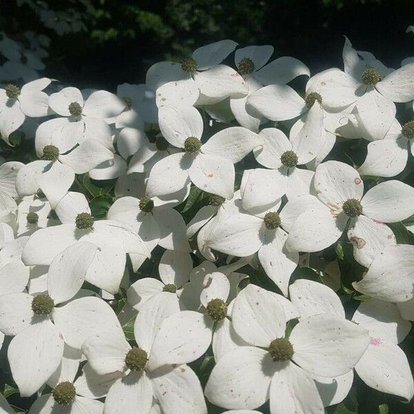 Cornus florida 花