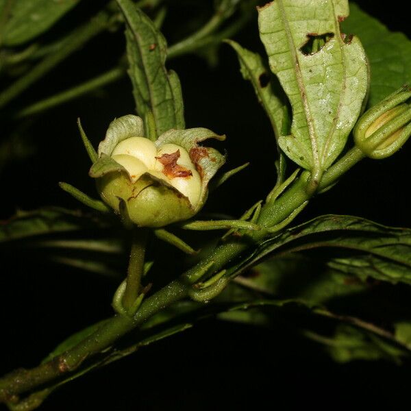 Malvaviscus arboreus Gyümölcs