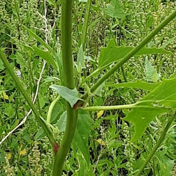 Atriplex micrantha Bark