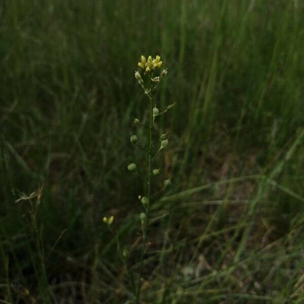 Camelina microcarpa Цветок