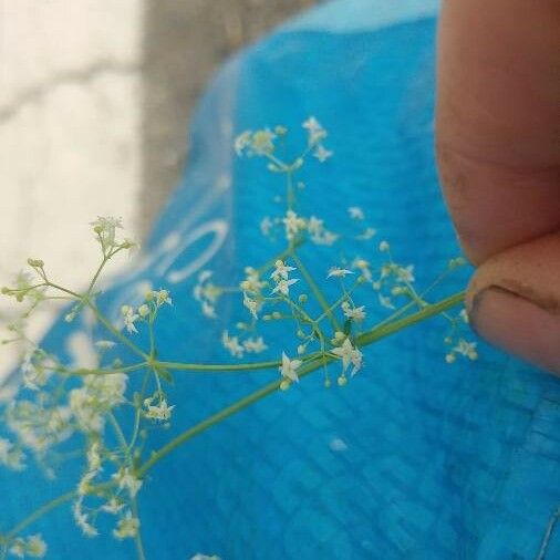 Galium parisiense Kwiat