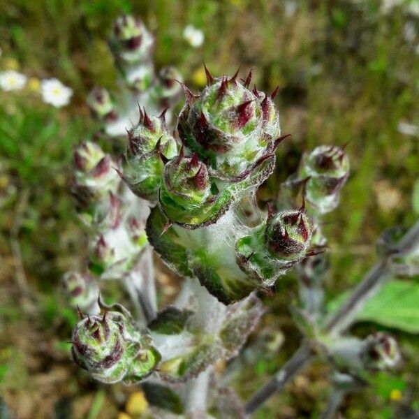 Salvia aethiopis 花