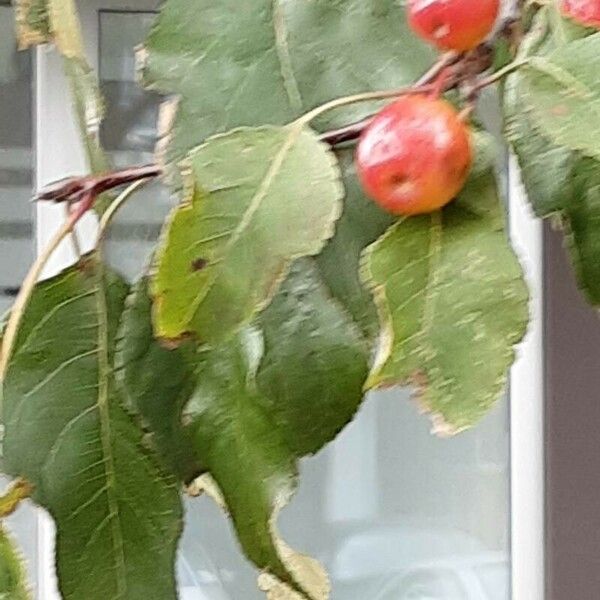 Malus prunifolia Fuelha