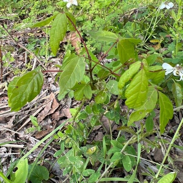 Toxicodendron radicans ᱥᱟᱠᱟᱢ