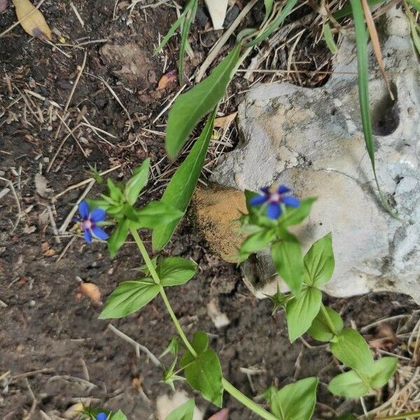 Lysimachia foemina Fiore