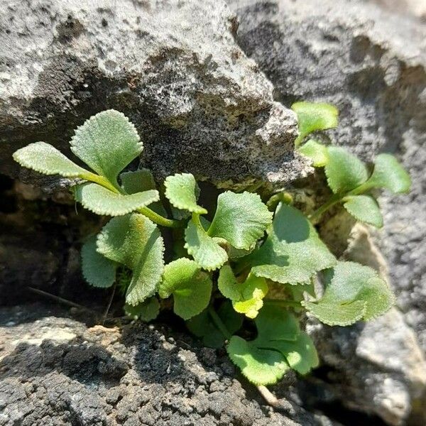 Asplenium ruta-muraria Листок