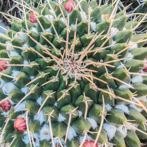 Mammillaria magnimamma Blatt