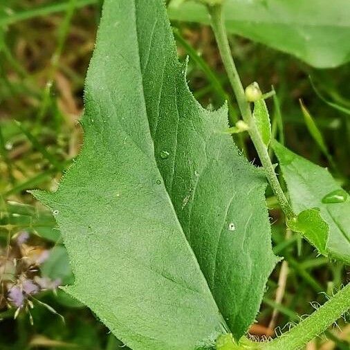 Hieracium umbellatum Fulla