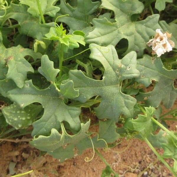 Momordica balsamina Leaf