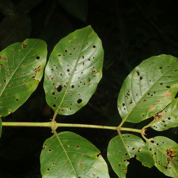 Uncaria tomentosa Fulla