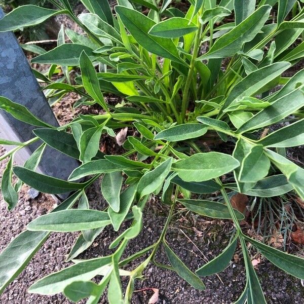 Coreopsis lanceolata Blatt