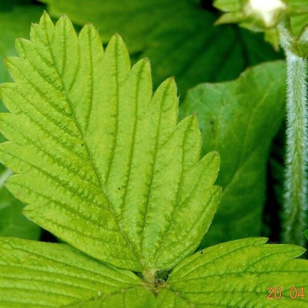 Fragaria moschata Leaf