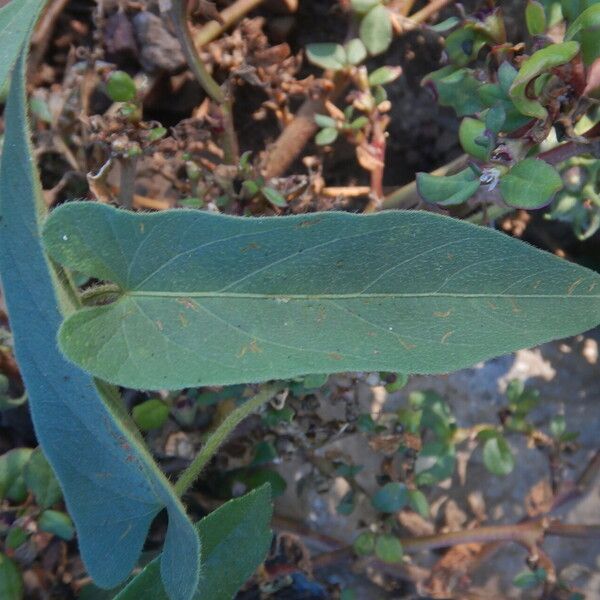 Ipomoea eriocarpa Blad