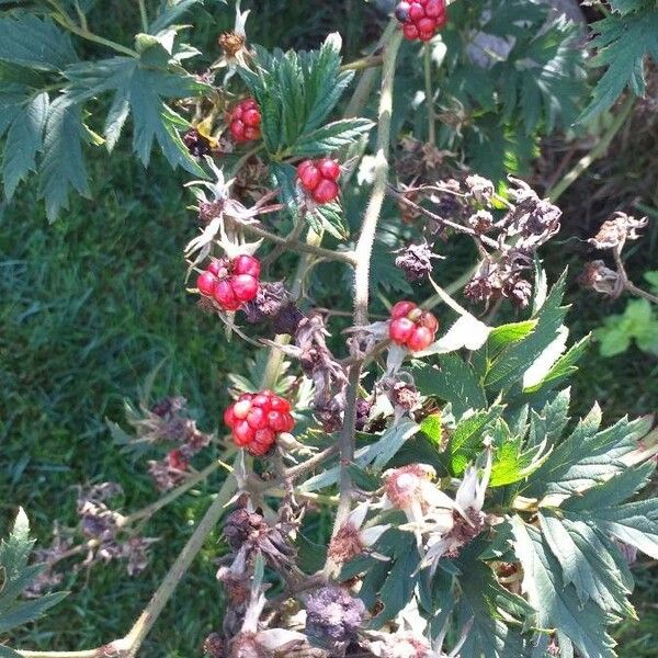 Rubus nemoralis Fruit