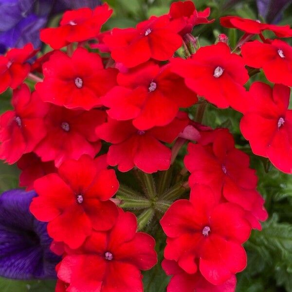 Verbena × hybrida Flor